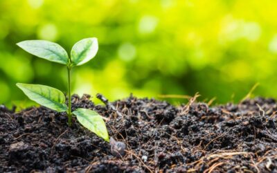 Organic Cultivation