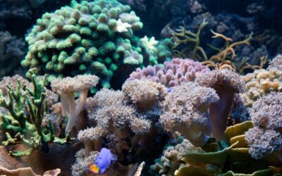 Coral Reefs Are Good Sources of Micronutrients