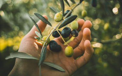 Olive Oil Production and Olive Oil Testing in India