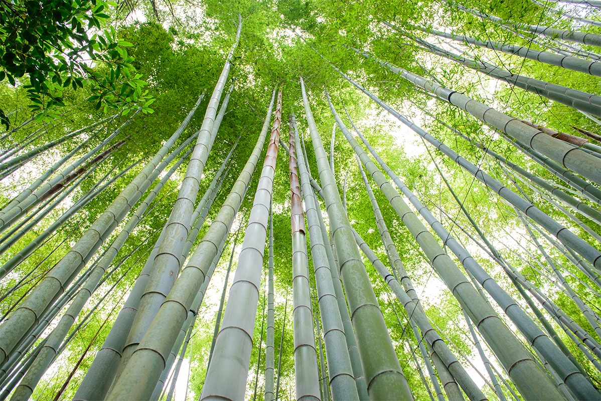 Bamboo