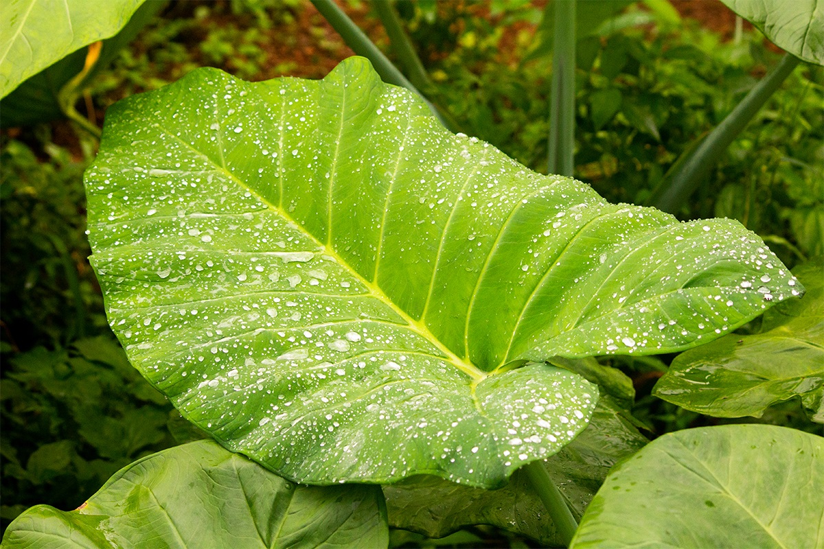 Elephant Ear