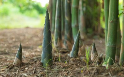 Bamboo shoots and its products