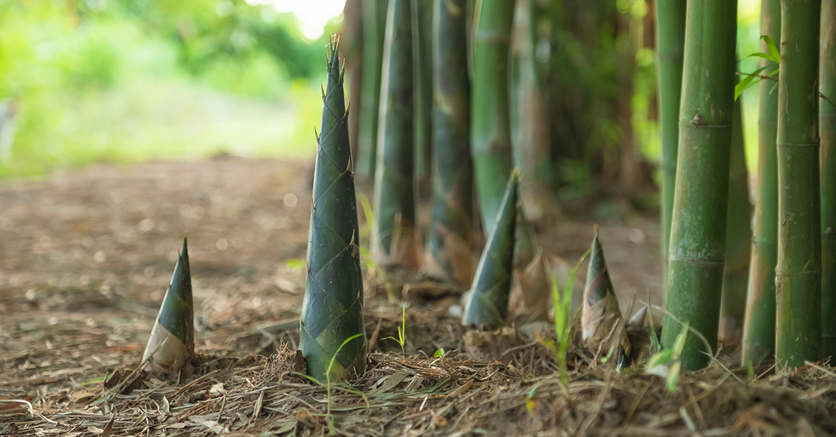 Bamboo shoots and its products - Cultivator Phyto Lab