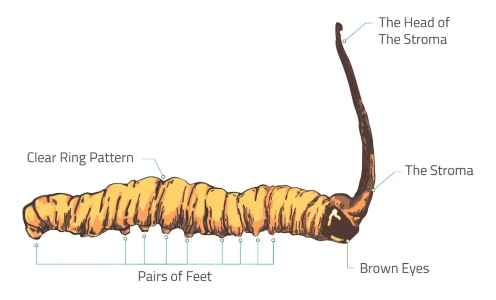 Cordyceps sinensis description