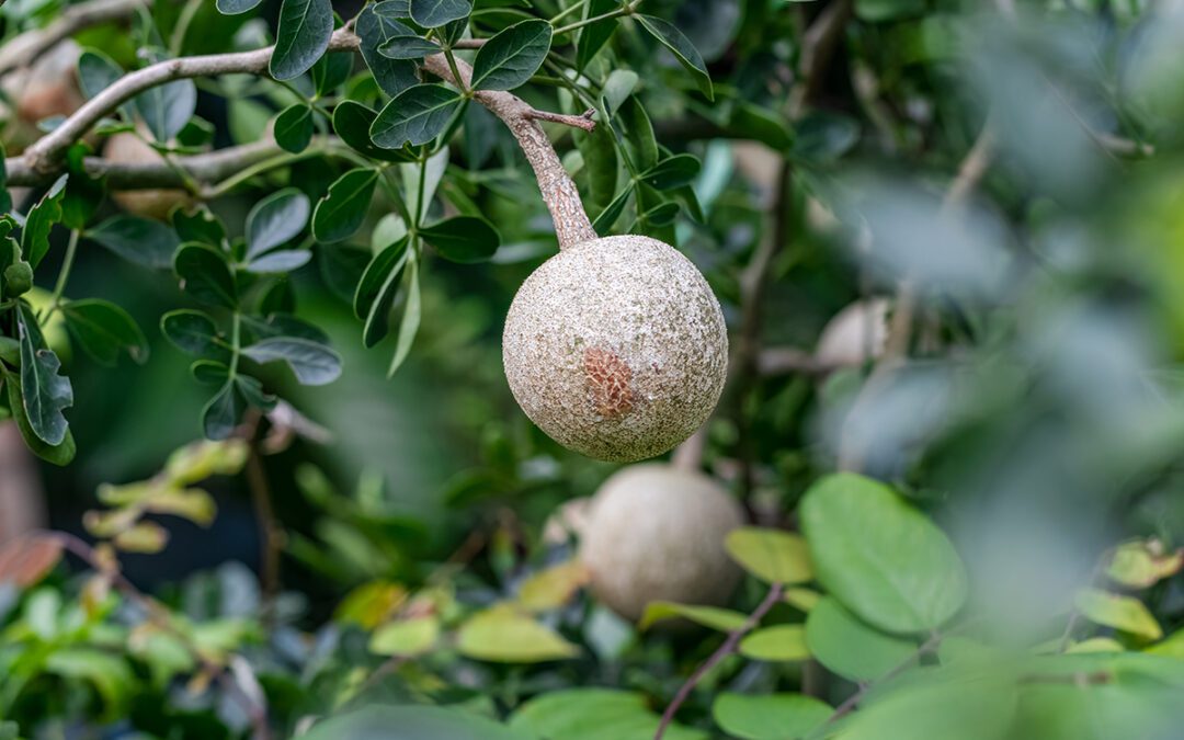 Limonia Acidissima Kath Bel The Exquisite Wood Apple With Nutritional And Medicinal Benefits