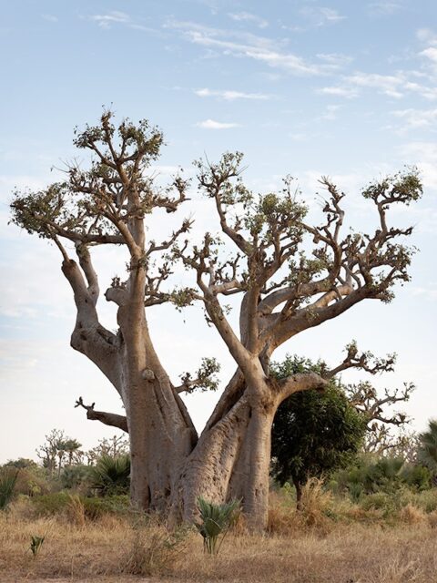 A great scope for Baobab tree (Adansonia digitata) - Cultivator Phyto Lab