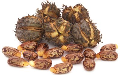 Ricin is a potent toxin for health