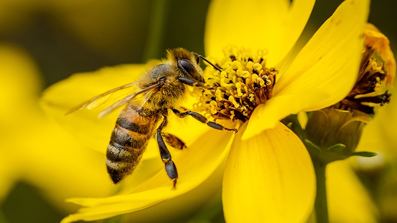 closeup shot bee pollinating yellow flower