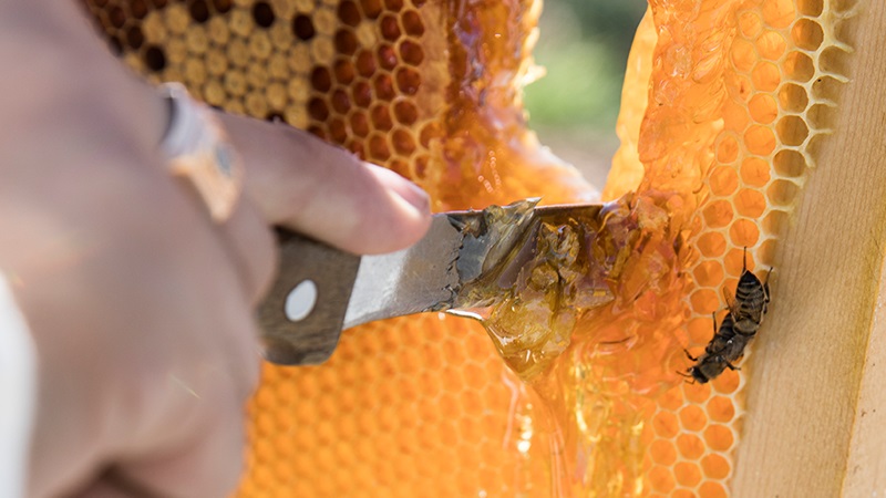 cutting honey from bee hive
