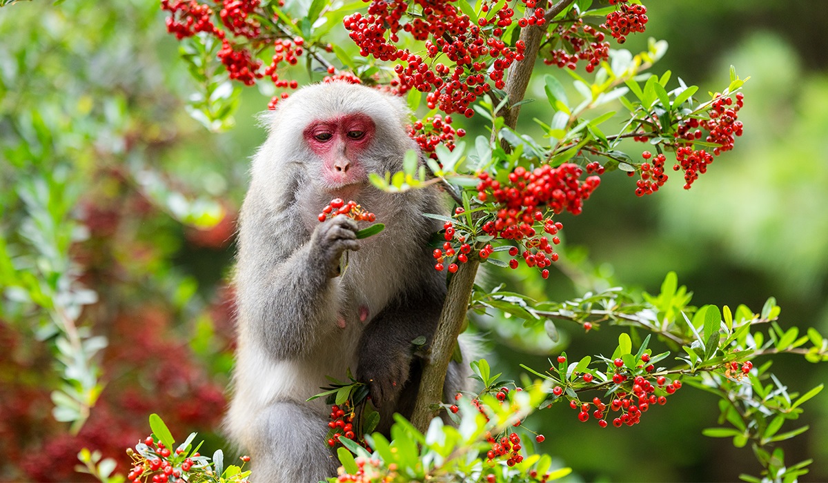 monkey eat fruit tree jungle