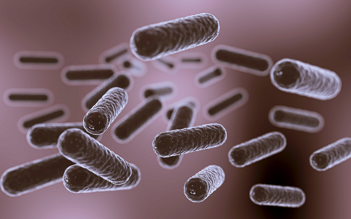 Endospore bearing food poising bacteria
