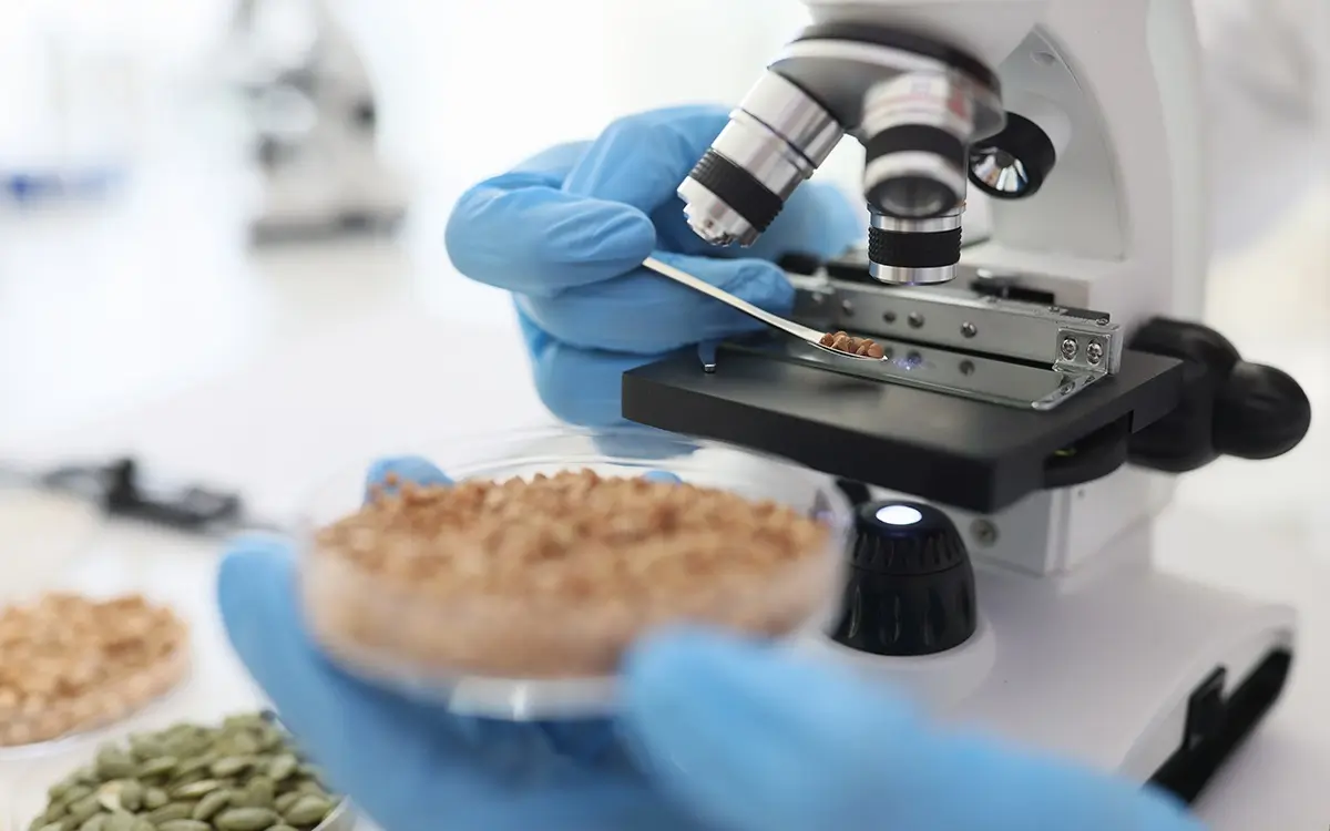 scientist looks grains buckwheat electronic microscope worker holds petri dish with