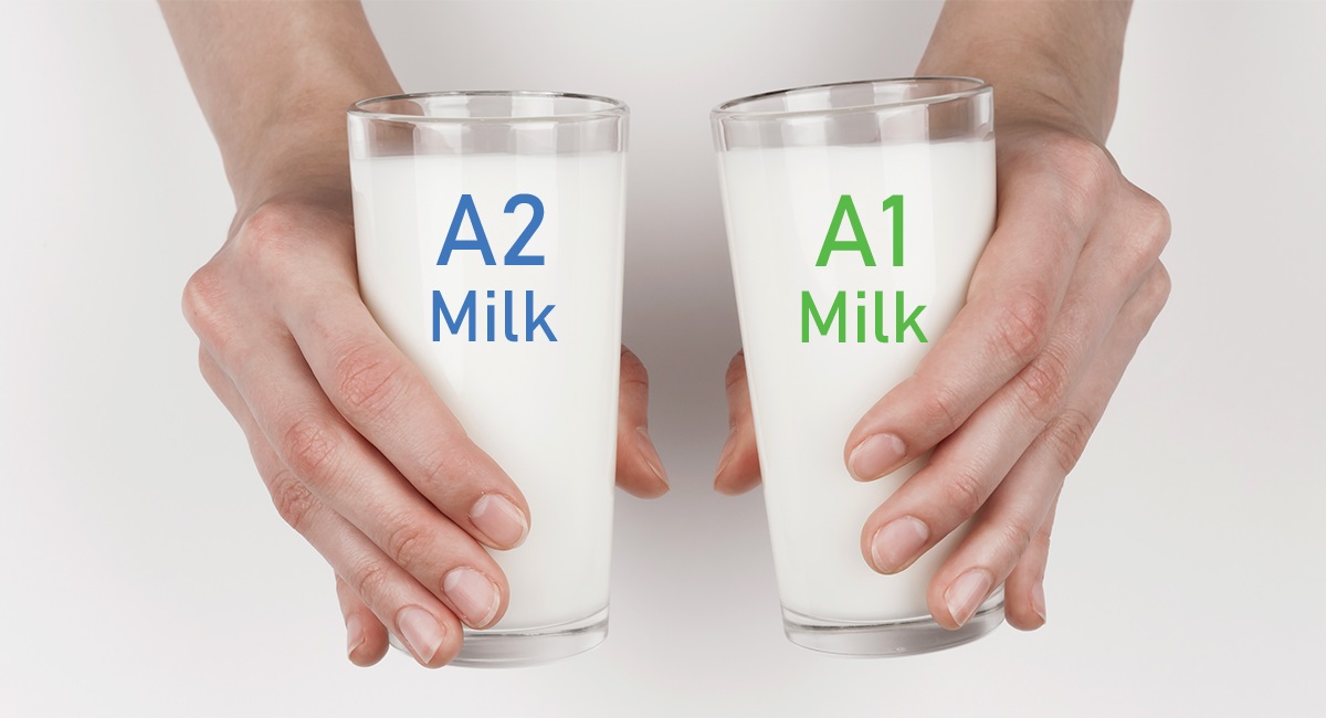 You Should Know differences of A1 and A2 Milk Before Purchase ...